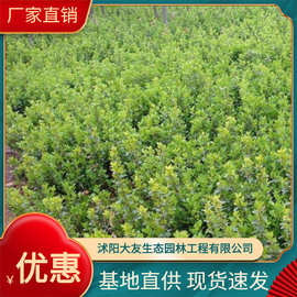 冬青 规格齐全 绿篱色块植物 北海道黄杨球卫矛球-