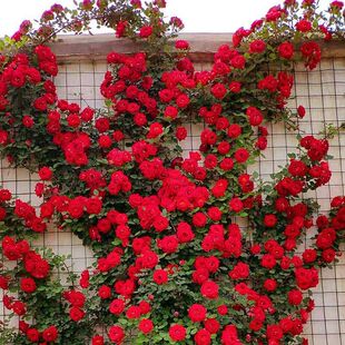 õ�廨�Ϙ��Nޱ����tľ�����ٱ��¼��Sľ��õ�廨�¼�����