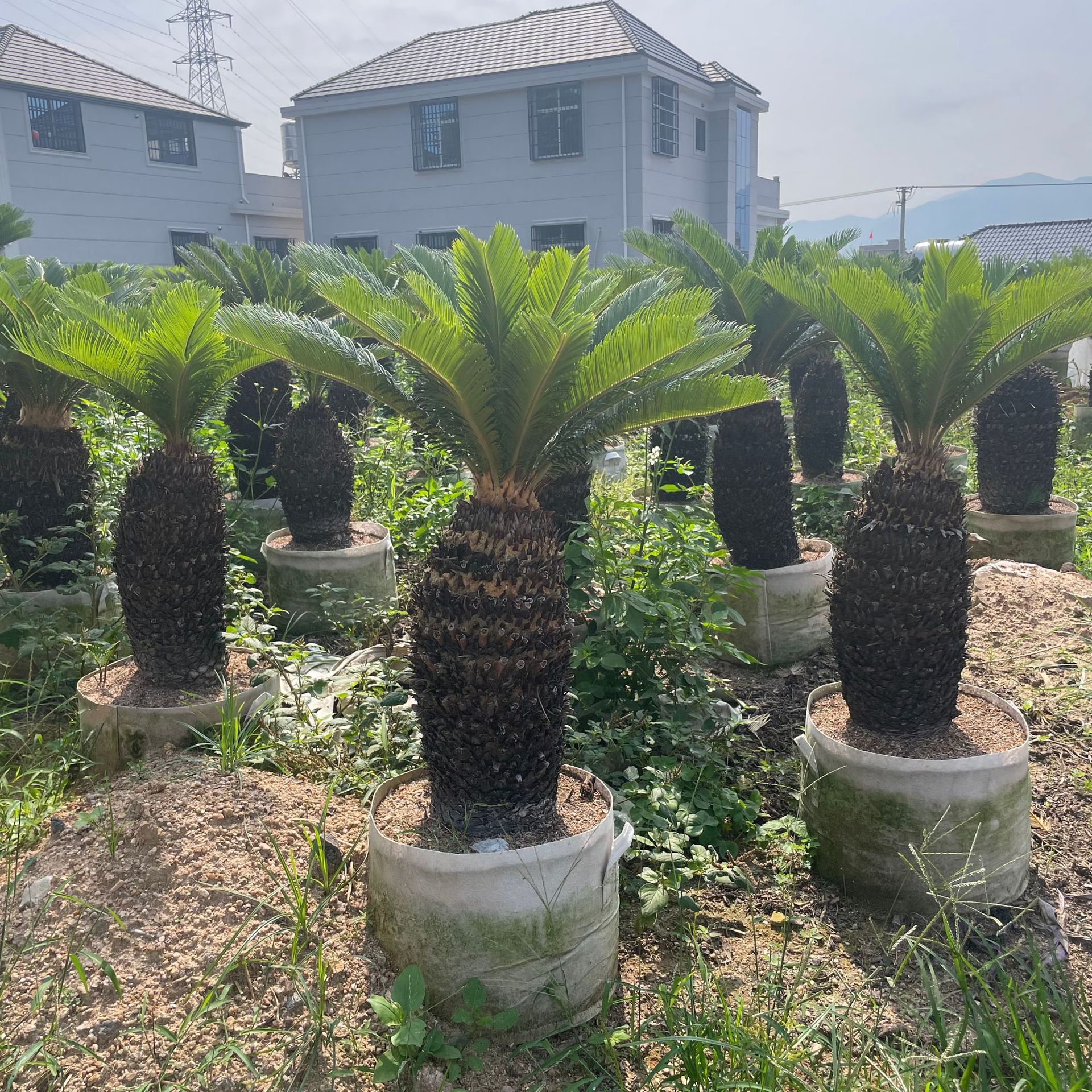 浙江多头铁树盆景 湖南征迁绿化铁树盆栽庭院单杆铁树价格