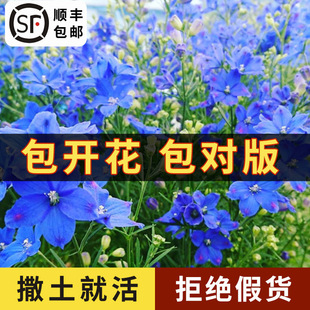 Plovergrass Small Flower Delphinium Flower Seeds Cold-Resistant Courtyard Wildflower Balcony Potted Plant All Year Round Blue Easy to Sow in Spring