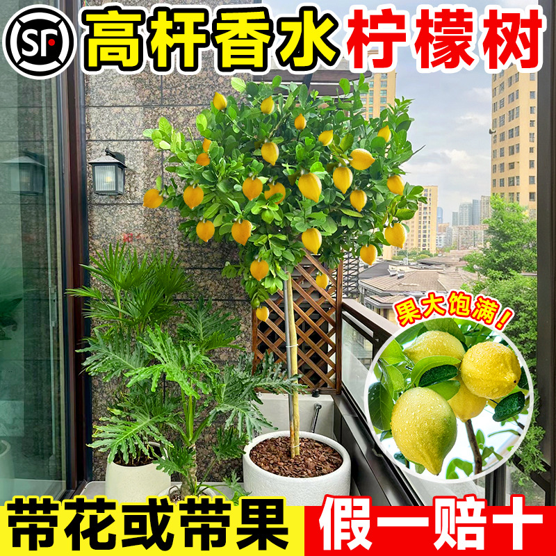 高杆香水柠檬树苗庭院水果种植盆栽可食用阳台好养活四季果树果苗