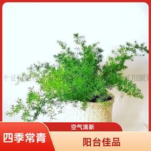 四季长绿青天门冬武竹吊兰耐寒植物绿植阳台花园垂吊花卉盆栽长藤