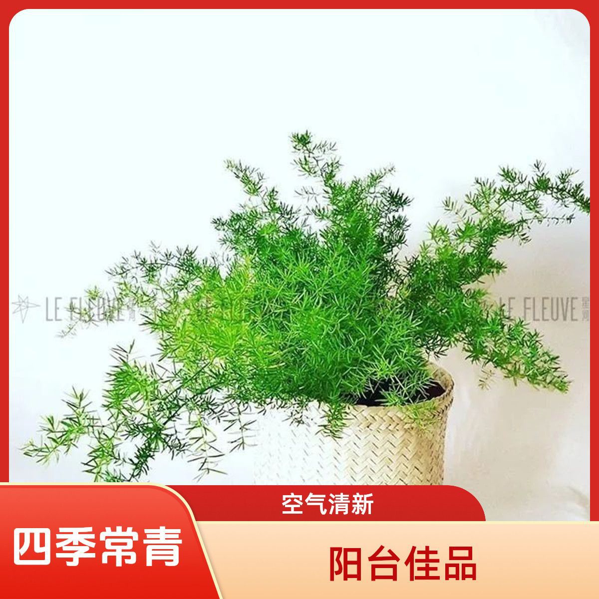 四季长绿青天门冬武竹吊兰耐寒植物绿植阳台花园垂吊花卉盆栽长藤