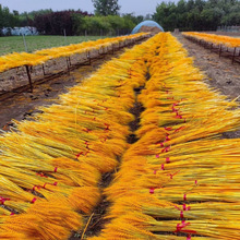 天然精品黄金麦穗干花开业大麦摆件装饰黄金麦穗a