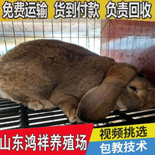山东观赏兔子养殖场现货促销优质法国纯种公羊兔包邮批发大型肉兔