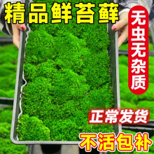 青苔藓鲜活微景观绿植盆景桌面假山造景材料永生白发短绒植物盆栽