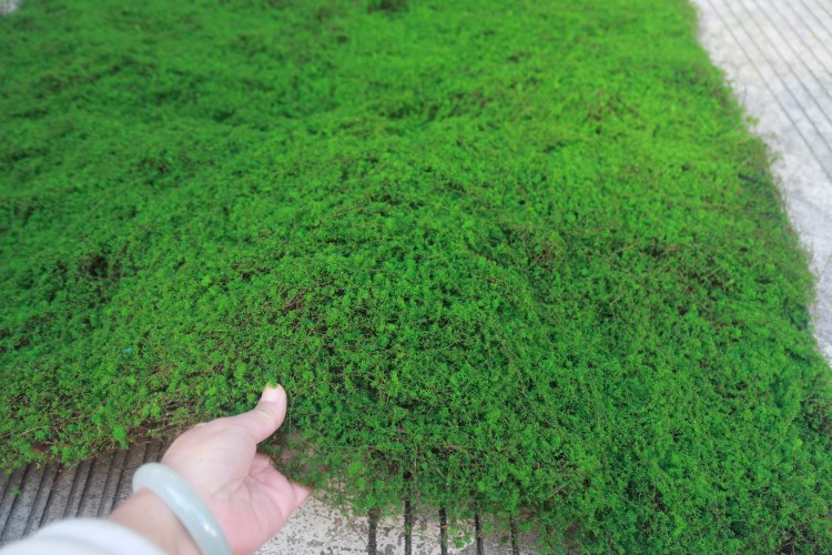 IMG_1317_proc_副本