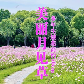 种子;其他园林资材;植保机械