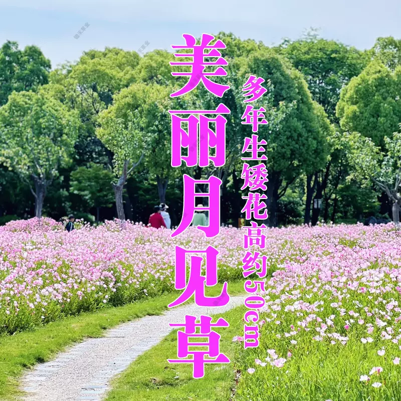 宿根多年生四季易活花种庭院阳台盆栽耐寒花籽混色美丽月见草种子