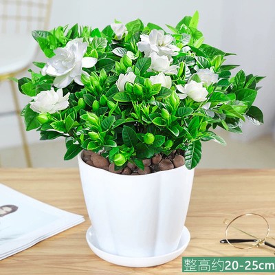 140#싹이 있는 치자나무(꽃잎 화분) + 영양액