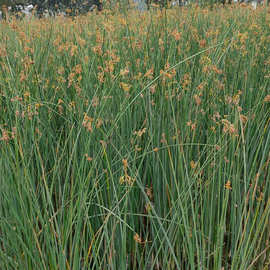 水生挺水花卉水葱植物苗 葱蒲 莞草 冲天草 湿地公园绿化净化水质