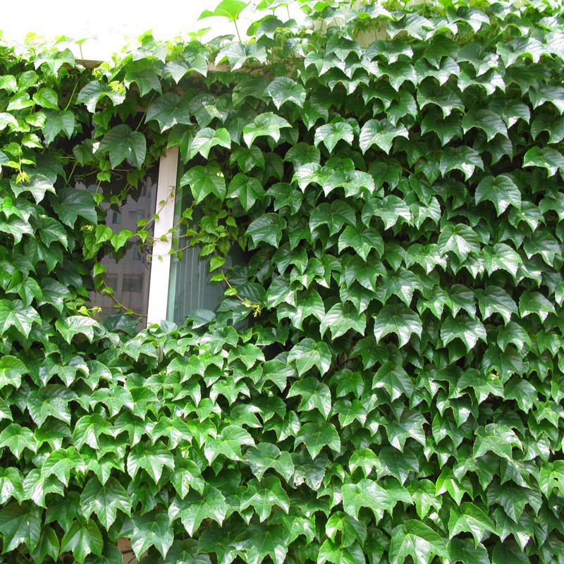 葛藤种子葛根爬山虎牵牛花油麻藤山边坡矿区绿化护坡爬藤植物种籽