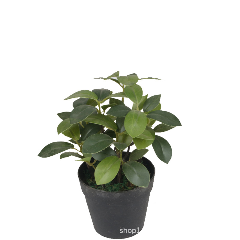 XRS-153 迷你榕叶1号盆栽54叶0.22米.jpg