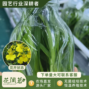 �л������m 0809 ���ʾGƿ��M�����״���҃������Ի�������r��