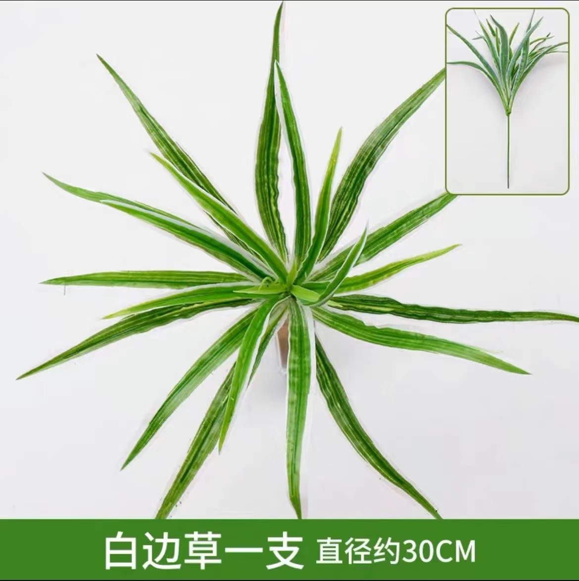 White edge grass