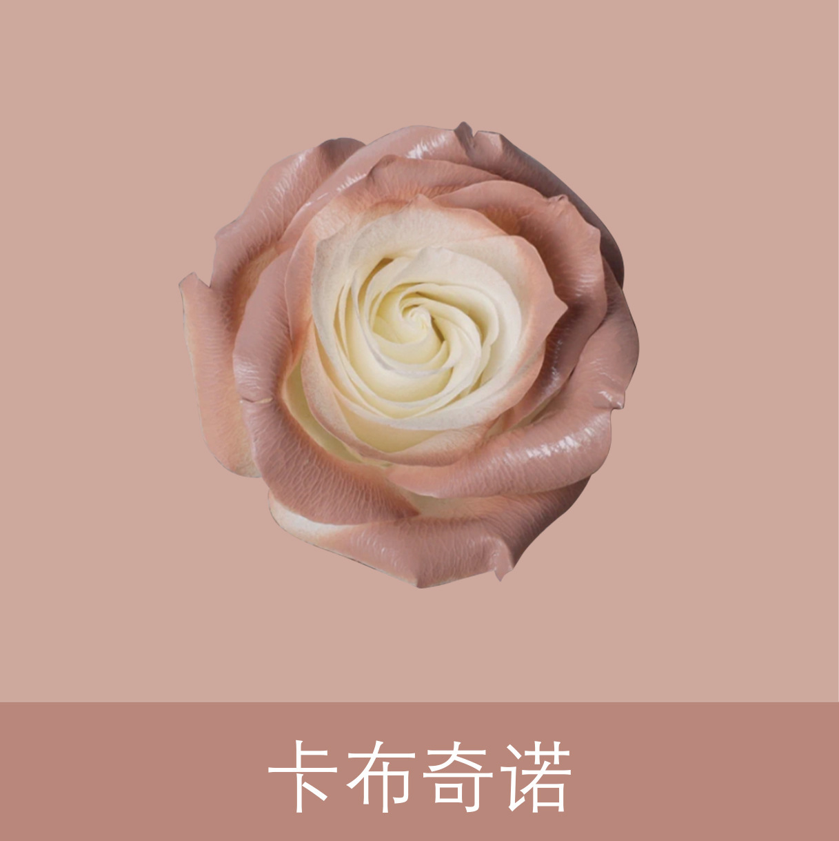 Material de embalaje de flores frescas Agente de tinción en aerosol de flores secas Salsa de ciruela negra Pintura en aerosol de flores Pintura en aerosol de flores Agente de color de flores