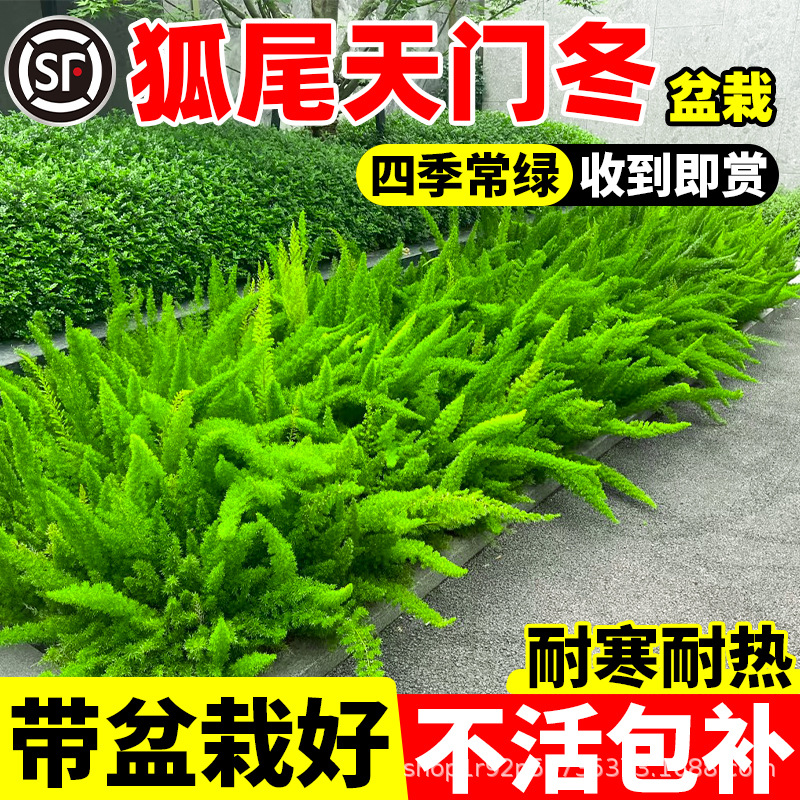狐尾天门冬盆栽小苗绿植植物庭院花园阳台四季常青耐热九尾狐易养