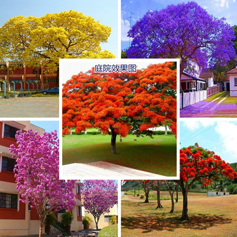 Оптовая продажа свежеубранных семян жакаранды, семян цветущих лесных растений, листьев голубого тумана и семян фиолетового облака.