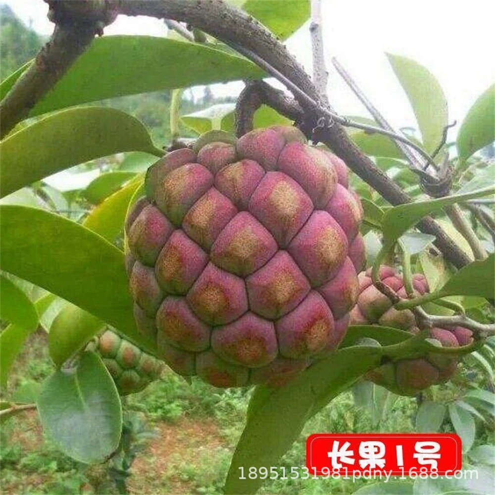 Рассада Черного Тигра Четырехлетняя рассада большой кровавой лозы Холодный рис Глобус Бууна Дьявола Фруктовая вьющаяся лоза Зеленое растение Большая рассада с почвой и листьями