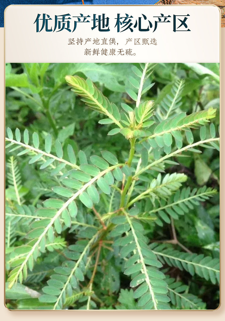 Ji Gu Cao Chicken Bone Grass Tea Cut Dried Herb 500g Guangxi New Harvest overview