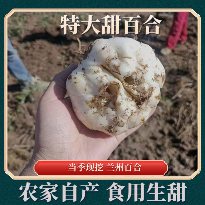 百合当季现挖新鲜百合食用甜百合兰州产地直发顺丰包邮