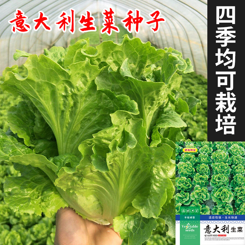 Italian Lettuce Seeds All Year Round All Year Round Lettuce Semi-Ball Lettuce Vegetable Seeds Wholesale Cold-Resistant Raw Salad