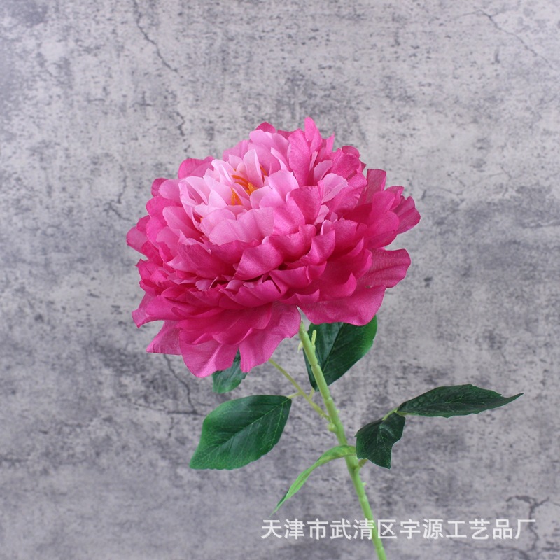 창백한 로스 레드