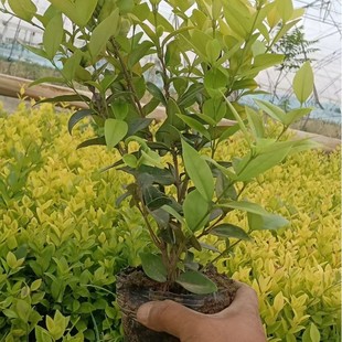 ������ɭŮؑ�����ļ������ɭŮؑ����������̎��Ůؑ���ͺ�ֲ��