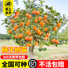 柿子苗树苗嫁接果苗盆栽火晶甜脆无核南北方种植庭院地栽四季果树