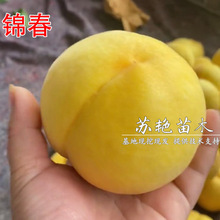 锦春早熟黄桃毛桃果树苗新品种桃苗嫁接苗南方北方种植水蜜桃苗