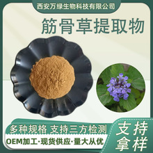 筋骨草提取物10:1 水溶性 白毛夏枯草全草提取物 保健品原料1kg装