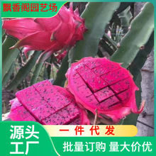 红心火龙果树果苗盆栽地栽庭院阳台南北方四季种植果树苗当年结果