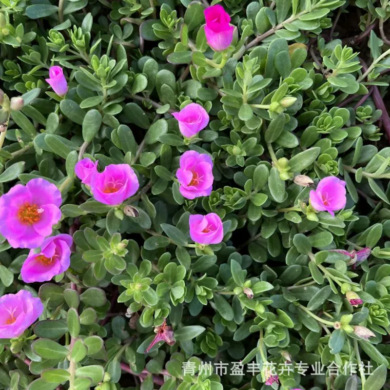 Оптовые рассады петунии с половиной стебля из Шаньдуна, многолетние, смешанные цвета, цветение круглый год, рассада в стаканчиках, петуния с половиной стебля