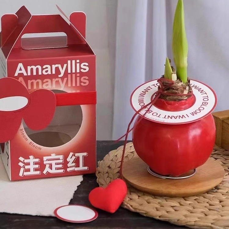 新款网红花束装饰富贵朱顶红空盒 礼盒套装 礼品盒吊牌养护卡批发