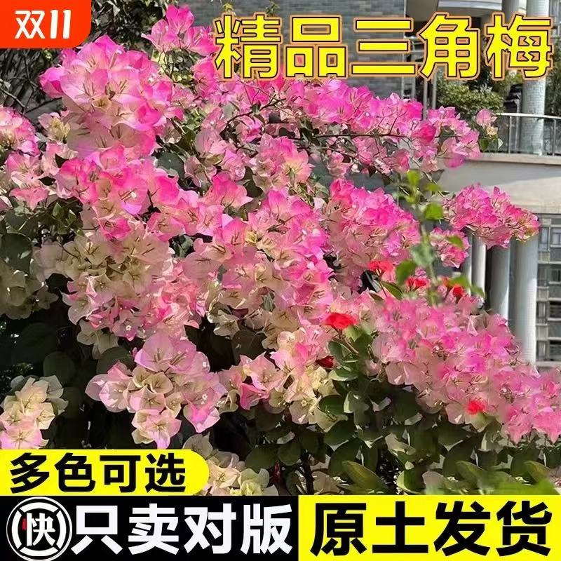 重瓣三角梅盆栽大苗带花老桩室内外爬藤植物红梅花卉四季开花好养