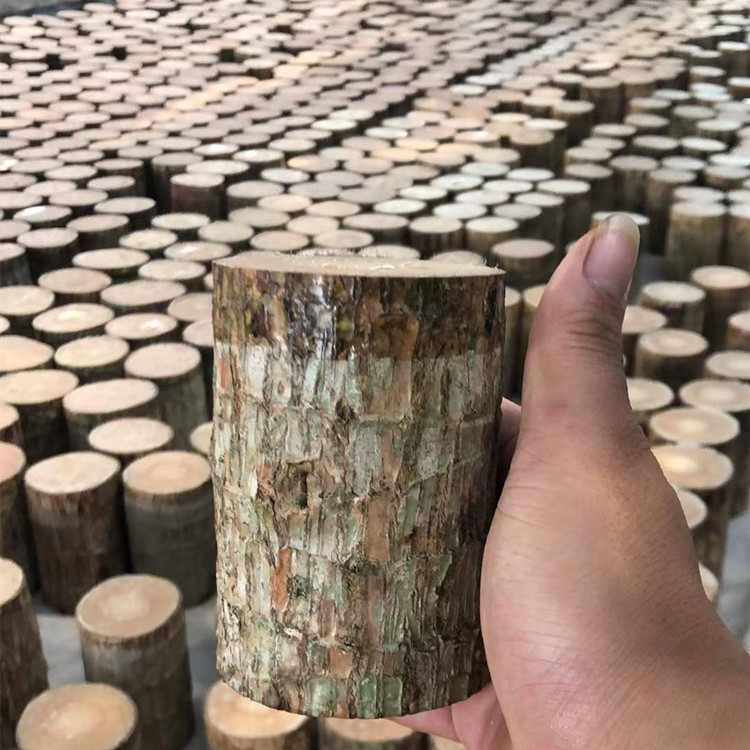 巴西木水养幸运木格鲁特绿植盆栽小树人办公儿童观察水培懒人植物