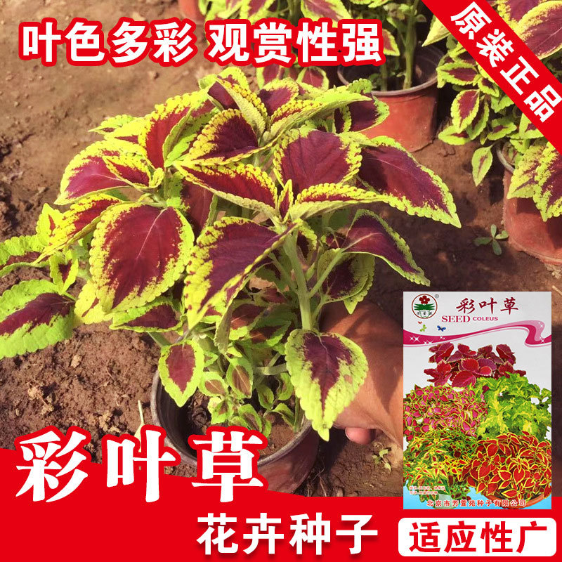 彩叶草种子花卉种子花种子花籽花种子种子批发种子盆栽种子公司