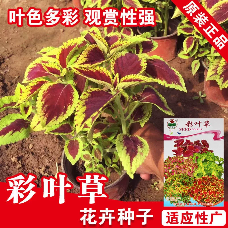 Цветные листья травы семян цветок семян оптом семян горшечных семян компании