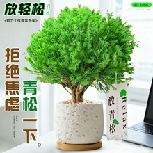放青松绿植雾松室内小盆栽雾凇办公室桌面放轻松植物摆件四季好养