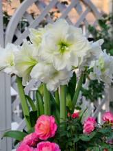 ���m�M���ذ���피t�N����������҃����ļ��_�����Ի����^���Gֲ
