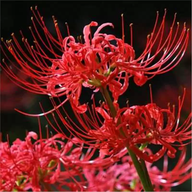 Бианхуа семян мяч большой шар Manzhushahua камень чеснок цветок комнатные и уличные растения дурман цветок Комнатные цветы