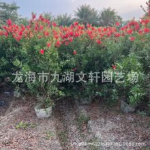 绿化红千层产地种植批发 福建红千层移植货规格齐全园林植物产地