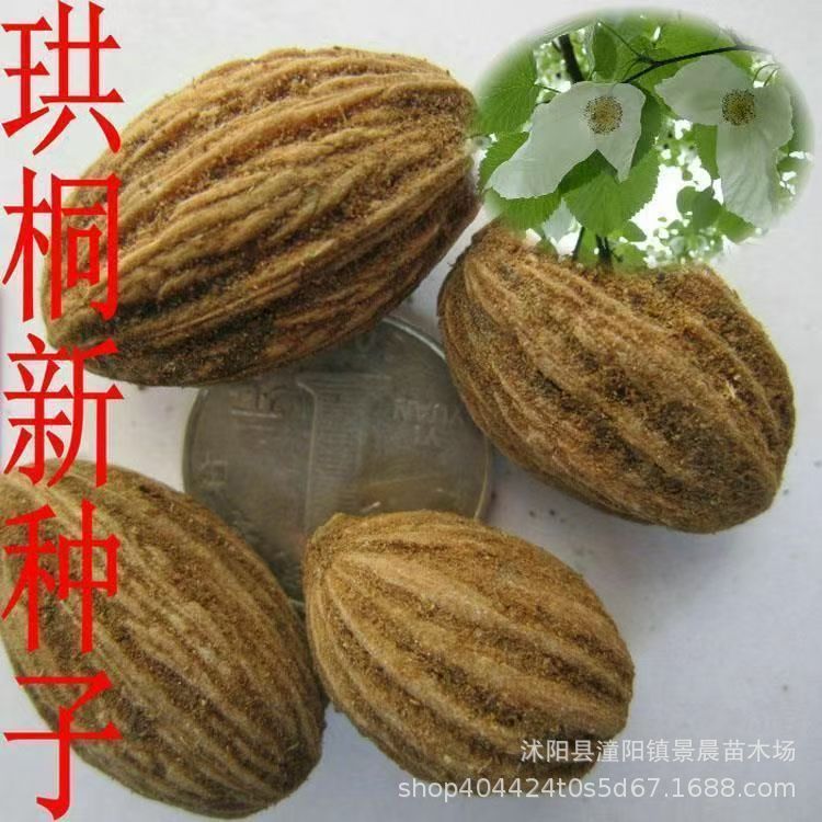 珙桐种子 水梨子 鸽子花树种子 绿化行道林木树种子优质珙桐种子