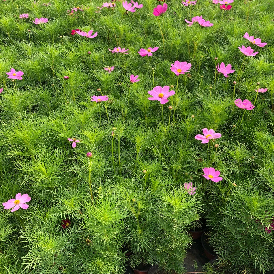 Персидская Хризантема цветы в горшках осень Англия Чэнду садовые цветы и деревья летний и осенний сезон сезонные зеленые рассады