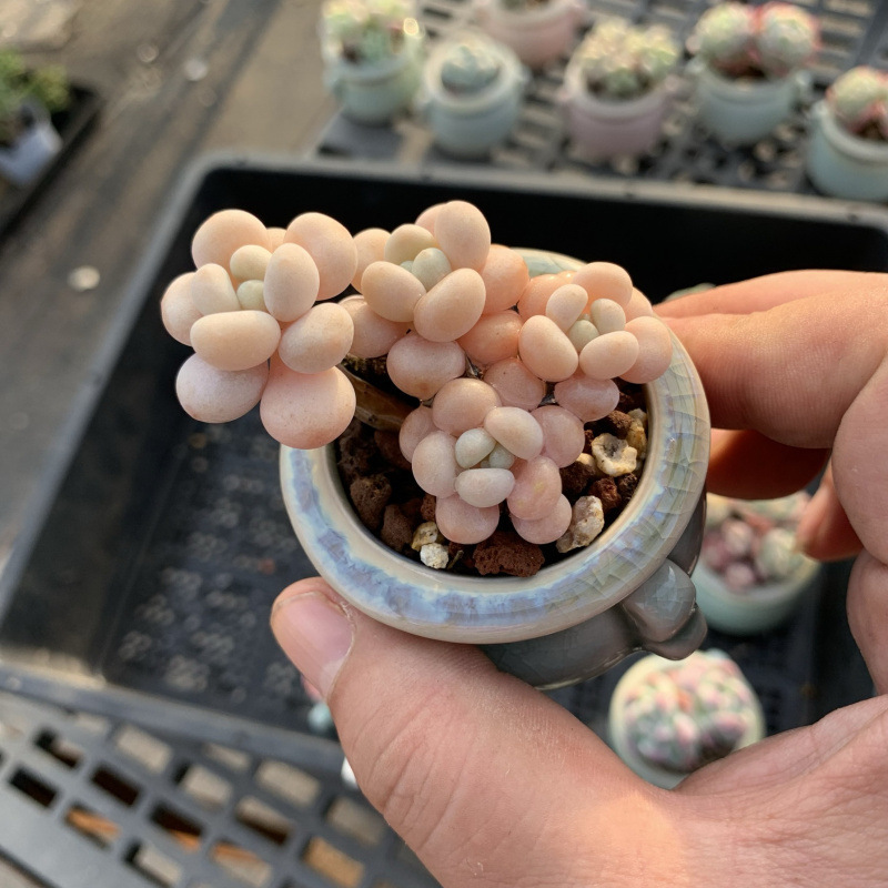 小さな多肉植物、超かわいい、貴重で希少な親指鉢、ミニ鉢植え、鉢付き多肉植物鉢植え、小さな古い支柱|undefined