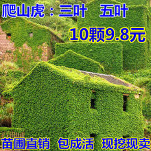 室外爬山虎苗爬墙虎大苗爬藤植物三叶虎五叶美国地锦