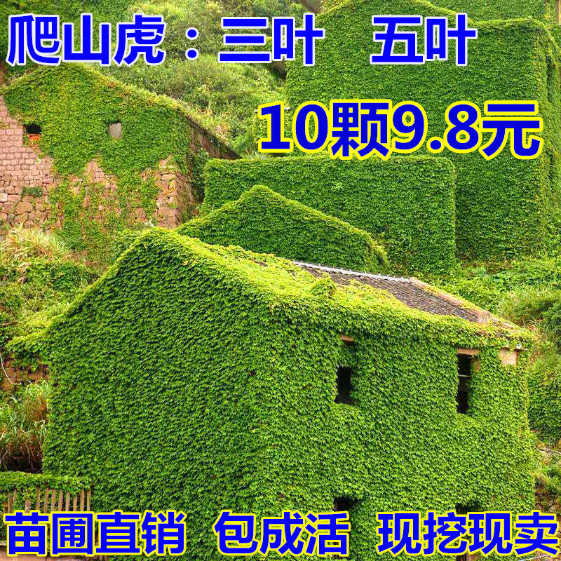 室外爬山虎苗爬墙虎大苗爬藤植物三叶虎五叶美国地锦