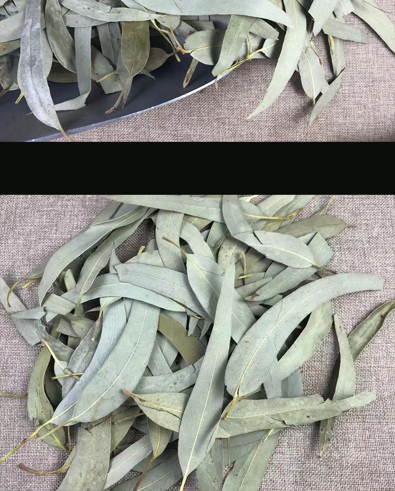 Dried Eucalyptus Leaf Granules An Ye 500g Bulk Herbal Tea Ingredient in use