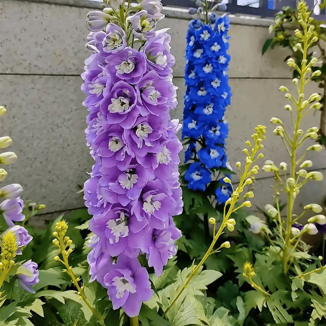 Venta al por mayor de semillas de flores y plantas eustoma malvarrosa peonía cobre dinero hierba margarita rosa sol peonía flor combinación de flores
