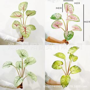 �����Ĺ��������^�~�����~�Ҿ��b�ܛ�b�쾰�廨�~�ĘӰ��g����